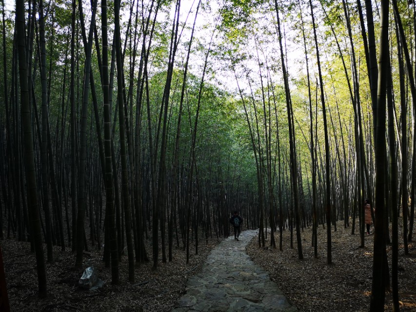 宜兴竹海游和龙背山森林公园游记