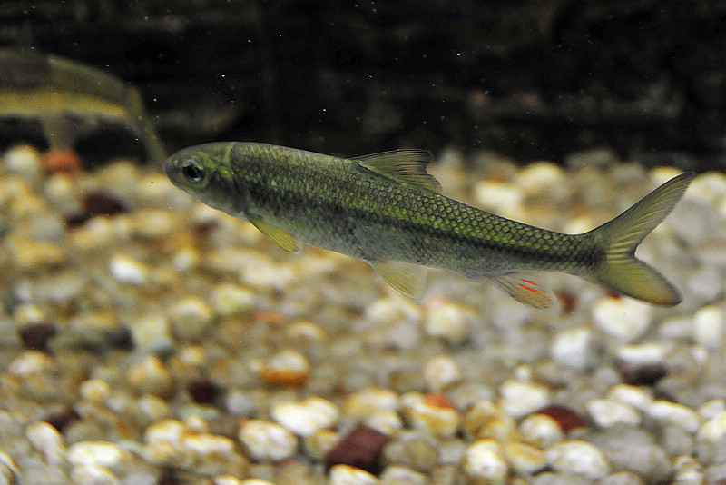 3年长10厘米，误以为是小杂鱼，殊不知一条上千元，还很难买到