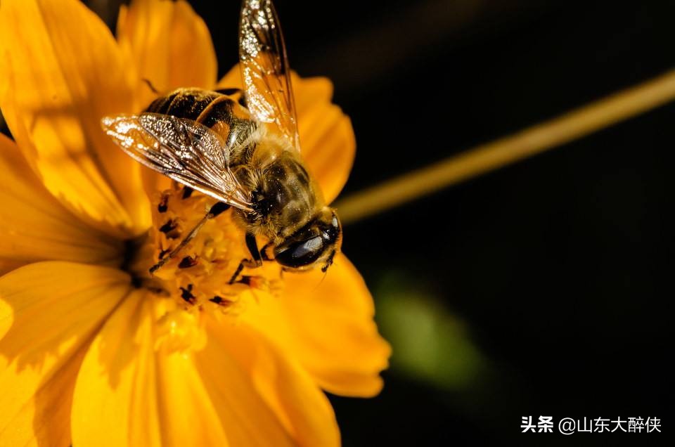 保健品科普蜂胶到底有什么作用,保健品蜂胶的作用与功效