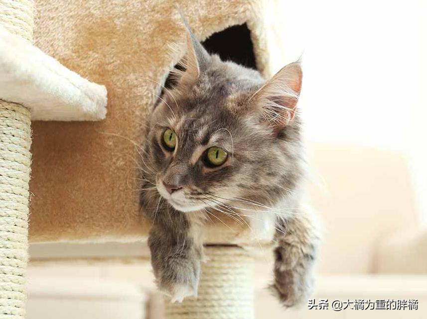 猫爬架危险,猫咪从猫爬架摔下来有事吗