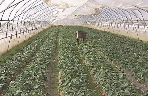 大棚增温块,大棚提温用什么好