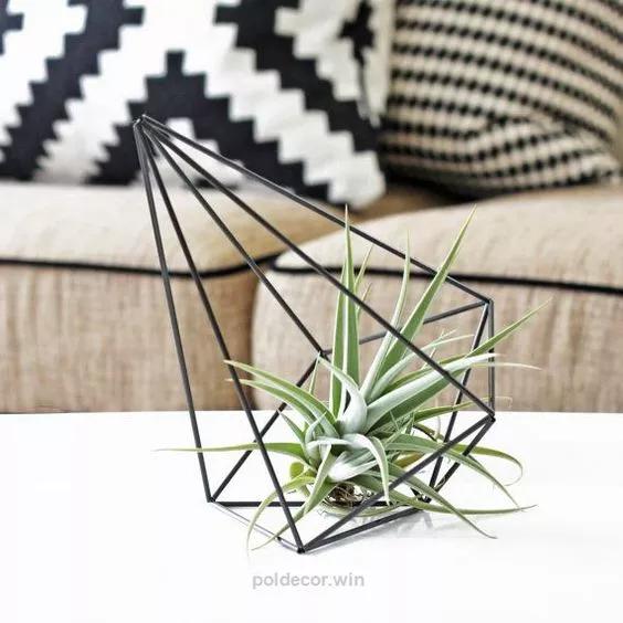 去除厨房油烟植物,家庭除油烟异味好方法