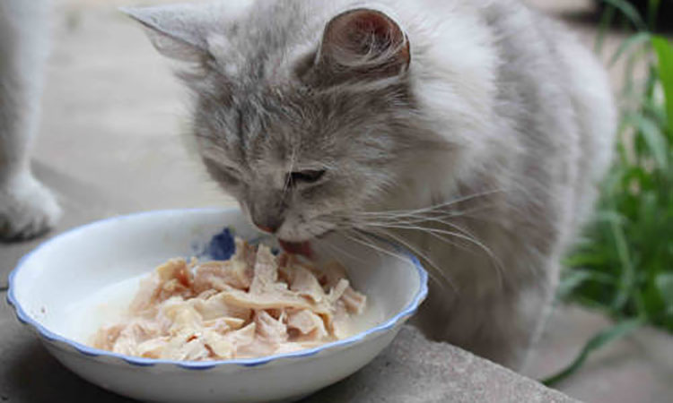 猫咪尿血的原因及解决方法,猫咪尿闭好了后尿血