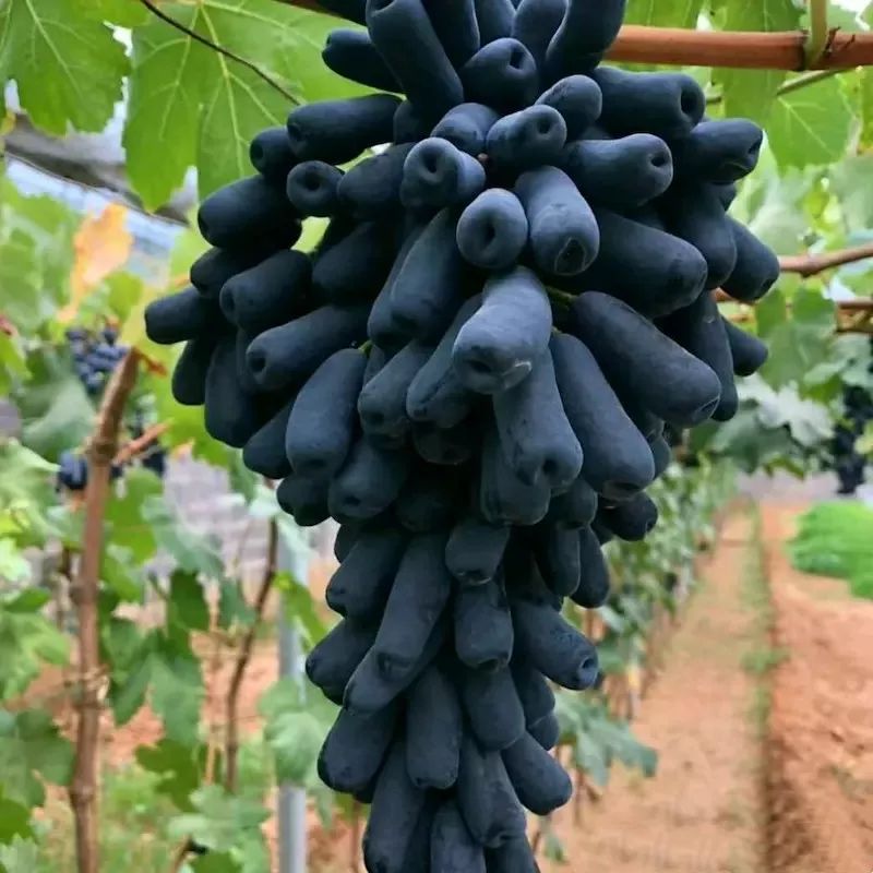 最推荐种植的葡萄品种,最好种植的葡萄品种