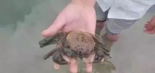 亚盐高处理方法,对虾亚盐超标根本解决办法