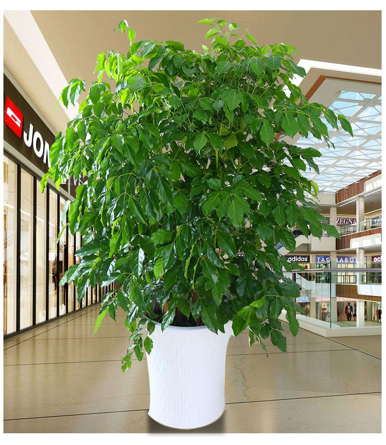 适合室内养的寓意好的大型绿植,什么样的绿植养起来带来好运