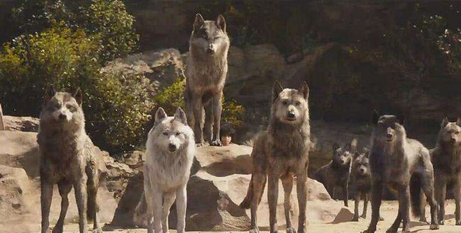 奇怪的知识又增加了喜羊羊,奇怪的知识又增加了猪的叫声