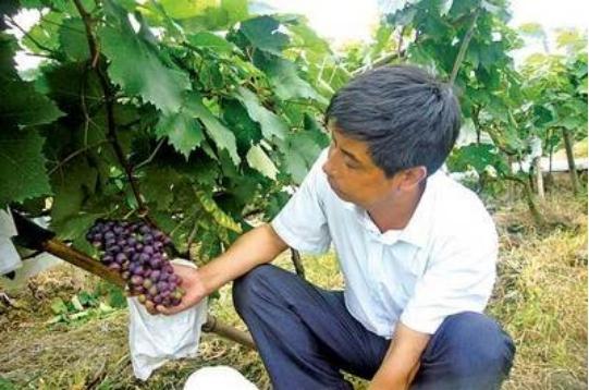 阳光玫瑰葡萄大棚高产种植技术,种植葡萄学习