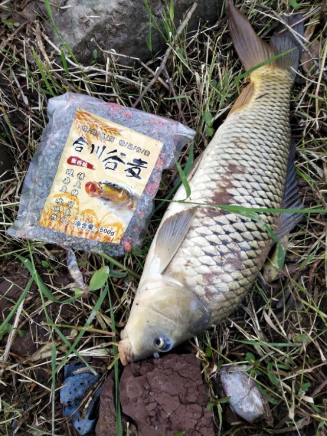 网上很火谷麦钓鱼配方,谷麦钓法是谁钓火的