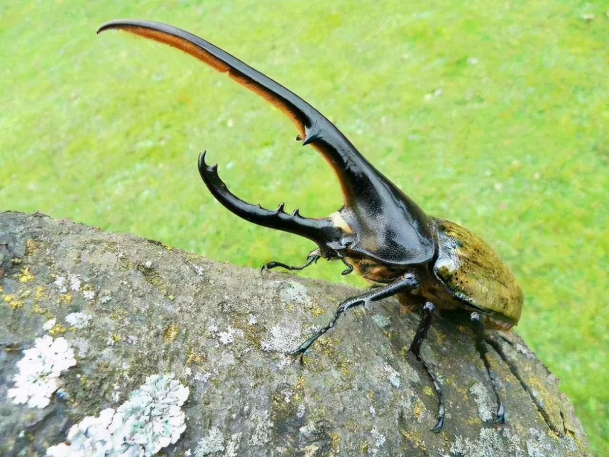 长戟大兜虫为什么淘宝上还能卖,长戟大兜虫中国养违法吗