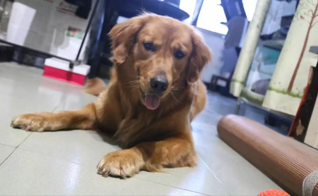 每个铲屎官必备的宠物小技巧,照顾幼犬这6大细节铲屎官别大意