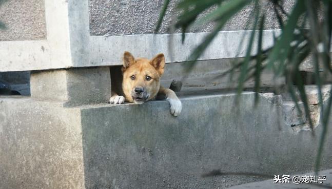 禁养犬土狗,禁止养土狗
