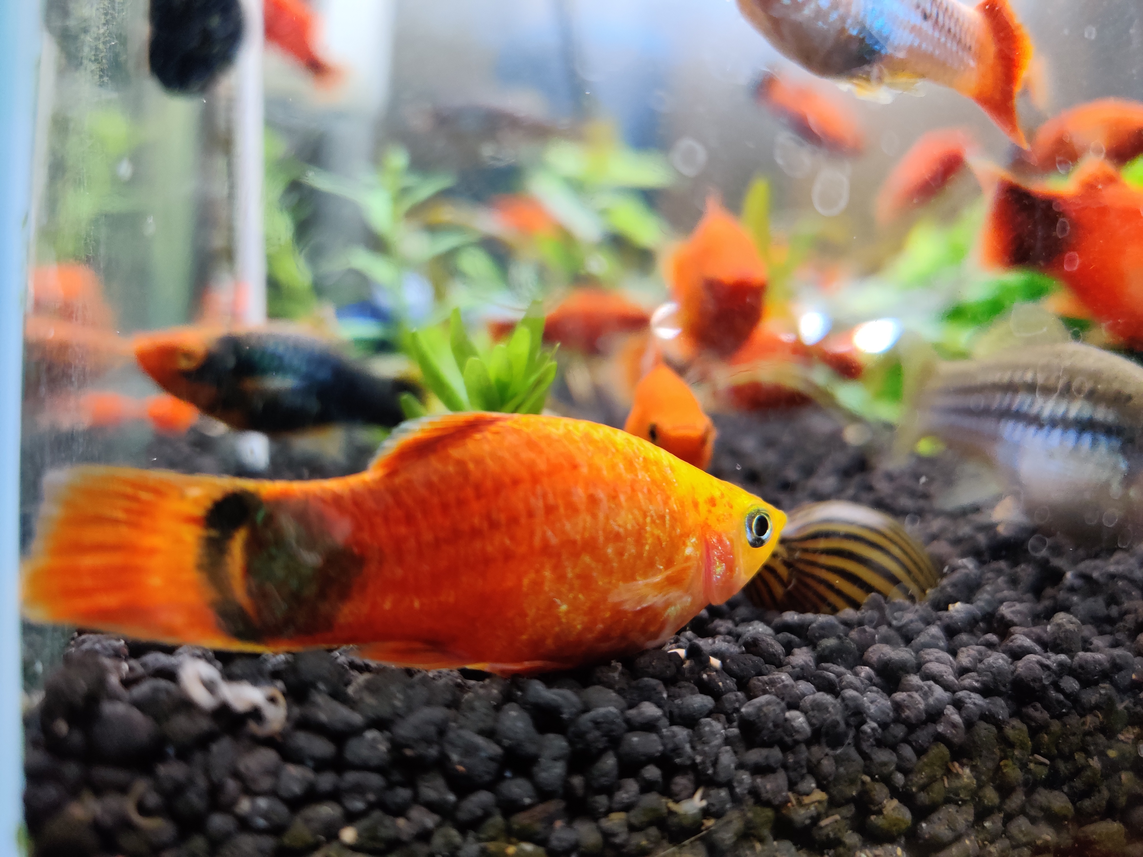 水产养殖中遇到鱼病该怎样办,怎样预防观赏鱼鱼病