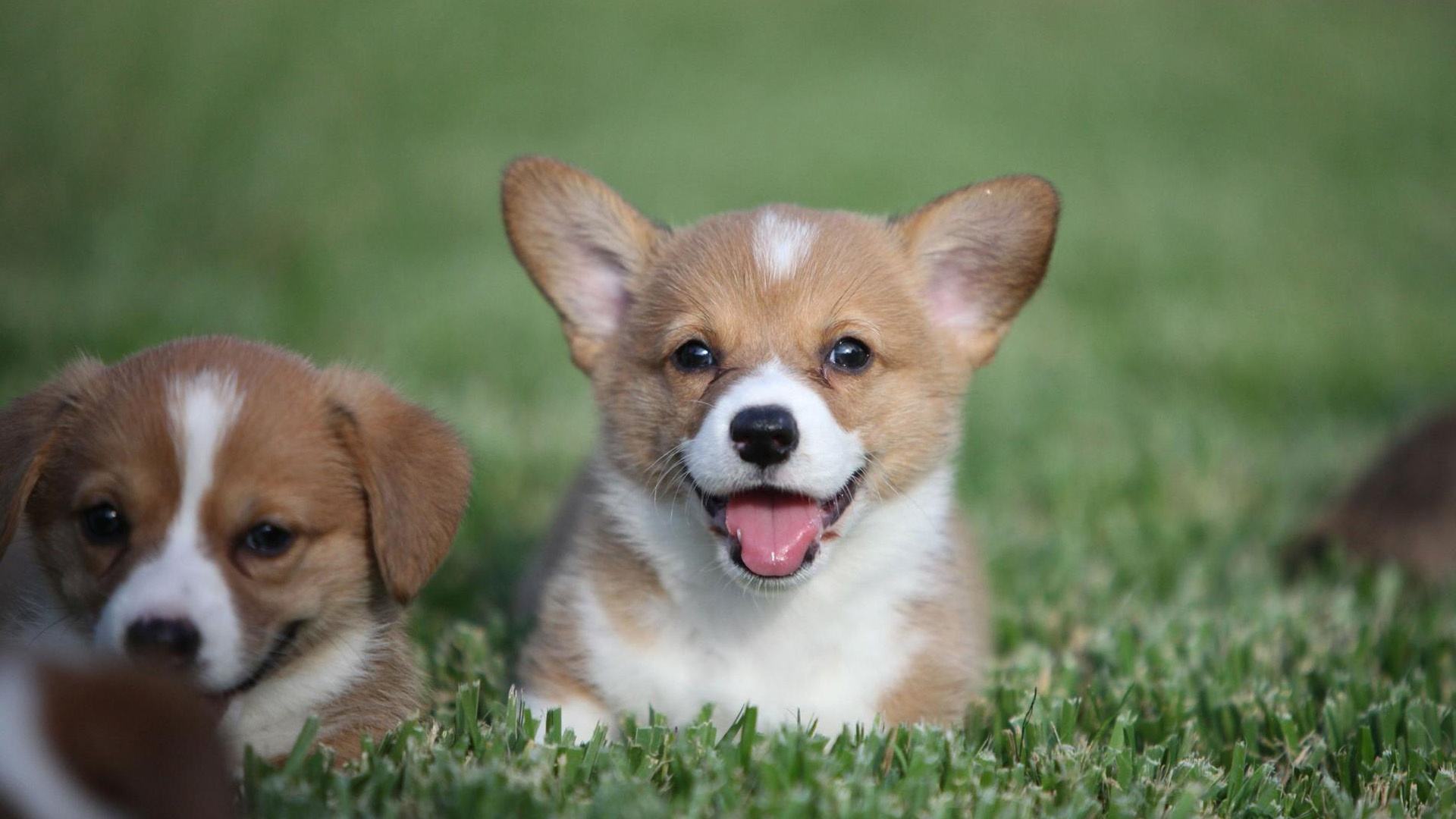 狗狗最爱这5种人,狗狗一生最想要什么