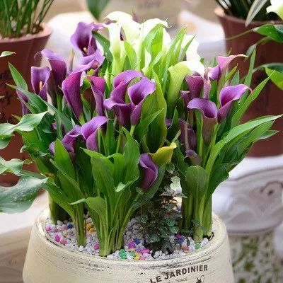 马蹄莲开花的方式,马蹄莲开花后的养殖方法