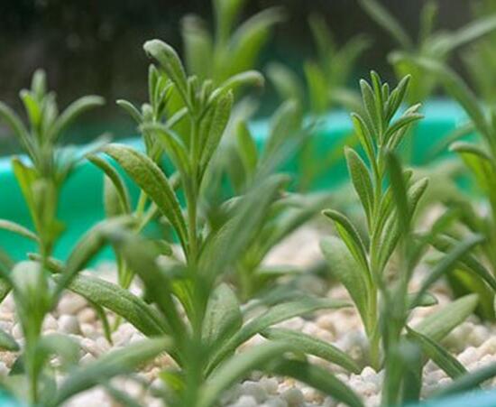 薰衣草扦插繁殖方法图,薰衣草扦插繁殖详细教程