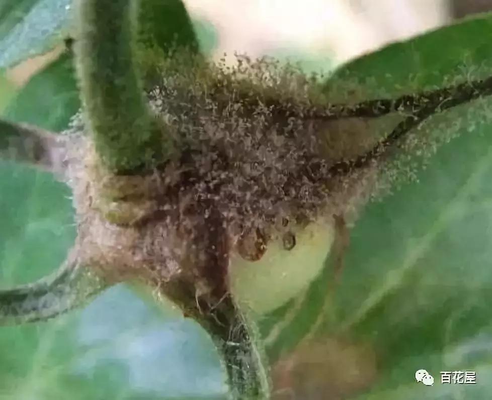 养月季花花叶发黄怎么办,养月季树枝全部干了怎么回事