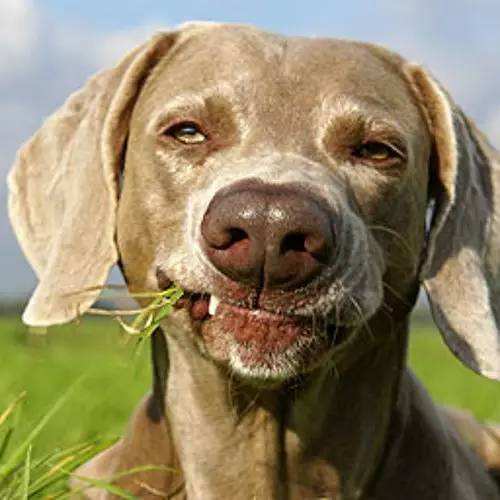 饲养哈士奇的后果,哈士奇饲养之注意事项