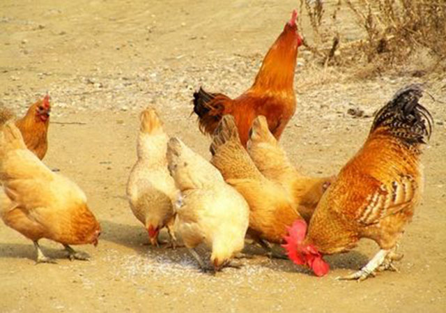 鸡啄肛怎么办教几招简易防治方法,鸡啄肛羽的防治方法