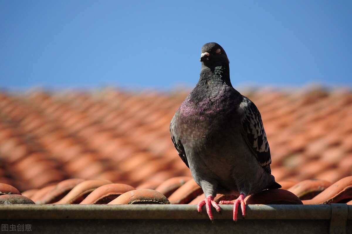 喂小鸽的大鸽子拉水便怎么办,夏天鸽子拉水便和绿便怎么办