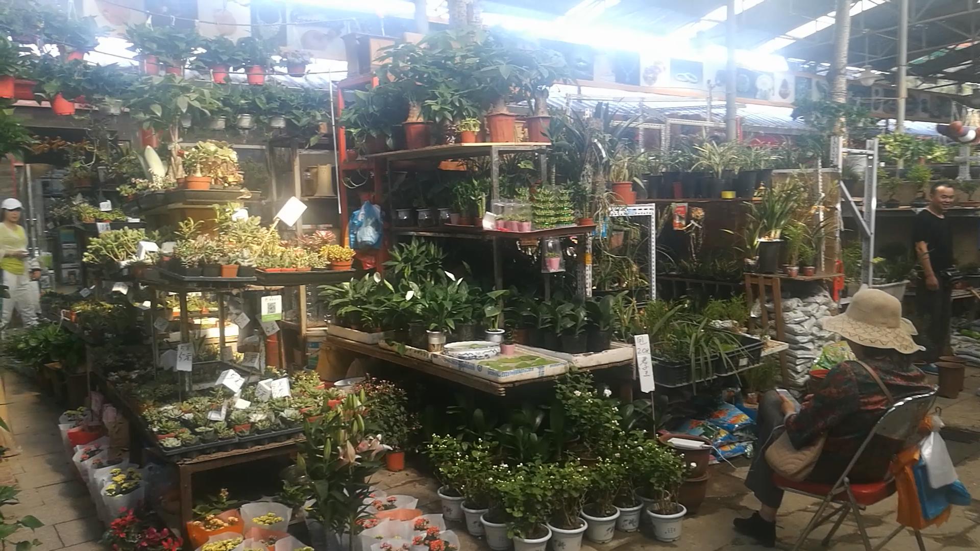 2020年北京观赏鱼批发市场夜市,观赏鱼夜市北京