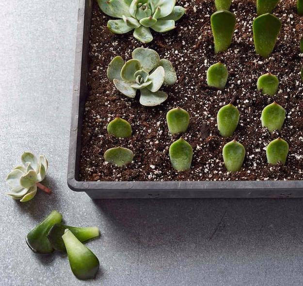 多肉根部化水怎么办,多肉杆子化水怎么回事