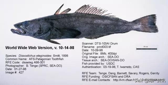 真鳕鱼科普,真鳕银鳕黑鳕鱼