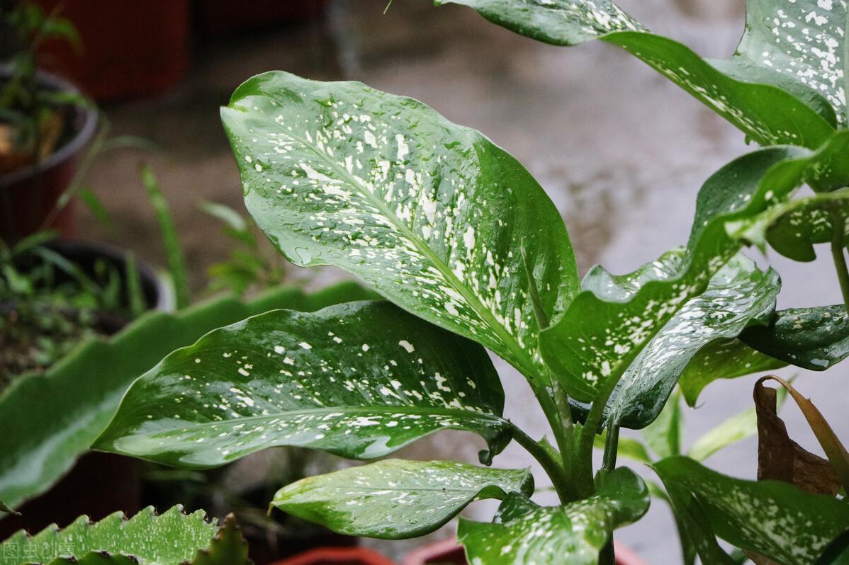 万年青的养殖方法视频,万年青的养殖方法与技术