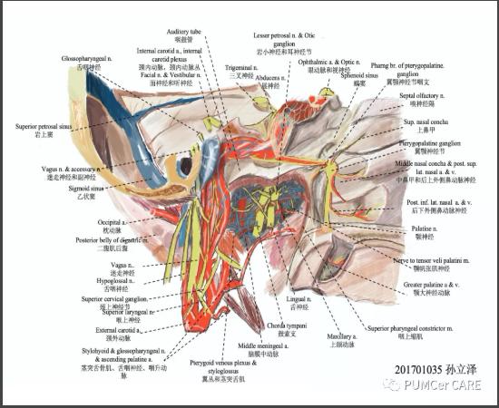 医学解剖创意绘画及作品简介,解剖手骨绘图大赛手绘图