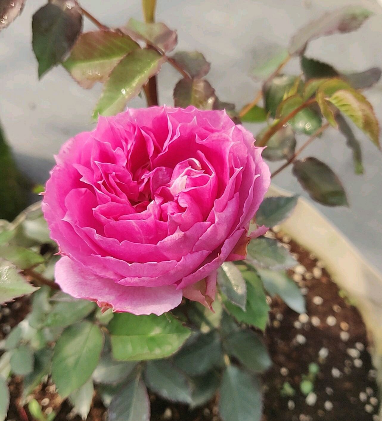 蔷薇老桩嫁接月季在什么时间最好,藤本月季芽点怎么起不来