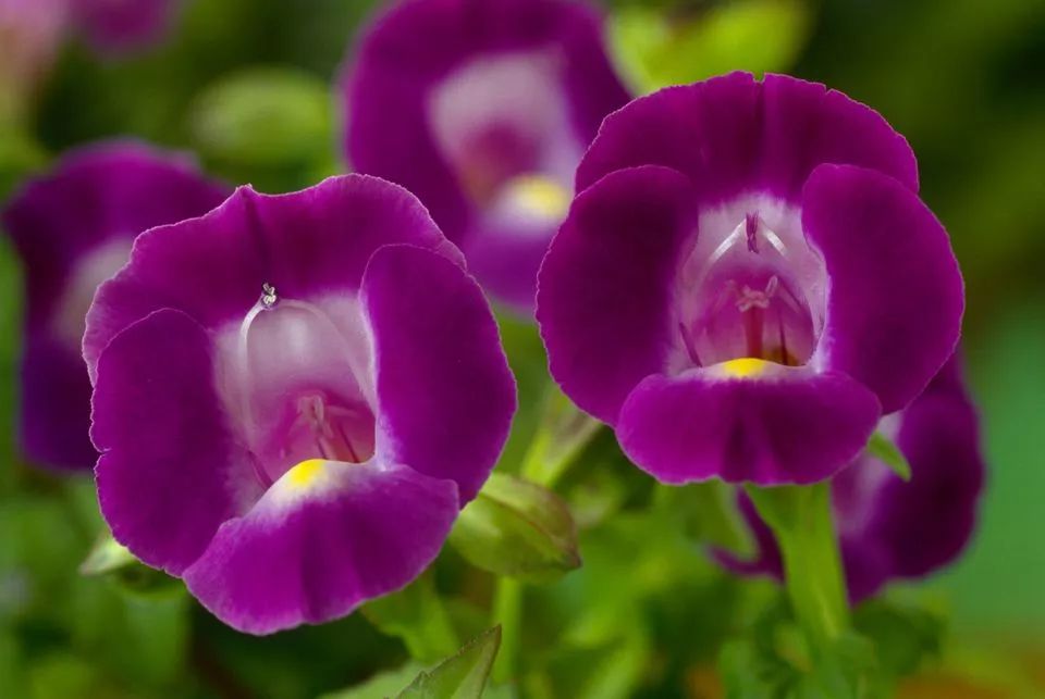 干货分享种植小技巧,混合花境设计与种植建议