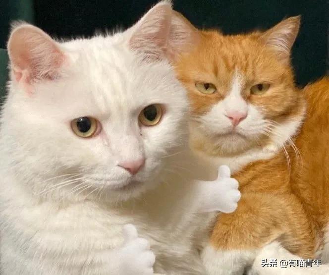 听说给猫起名越贱越好养活,科普给猫起名