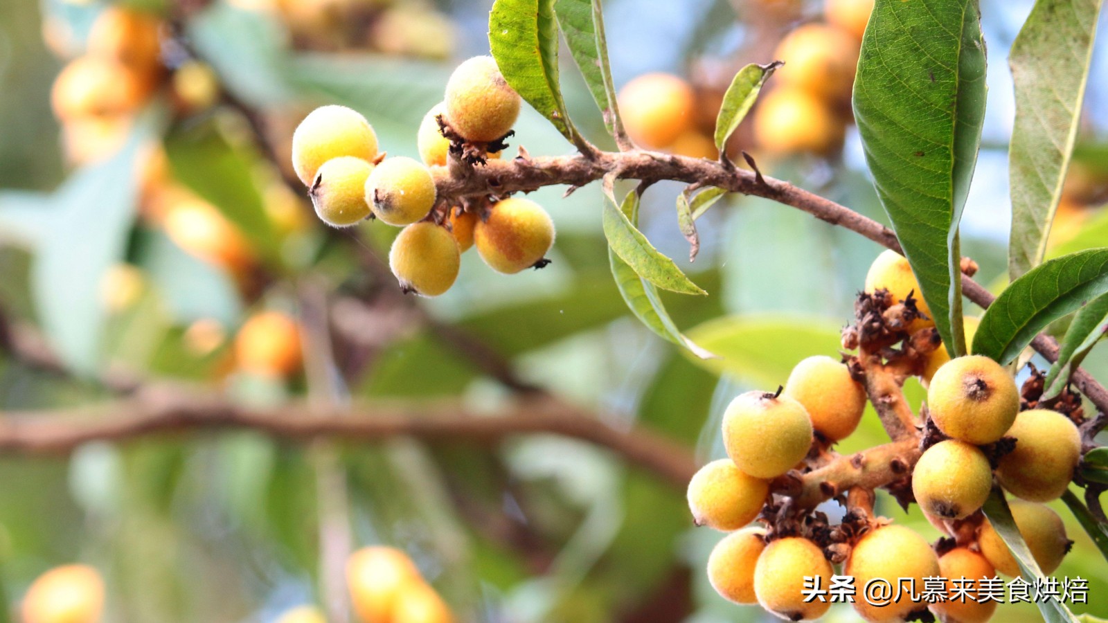 台湾的凤梨跟大陆的菠萝一样吗,台湾有哪些水果是大陆没有的