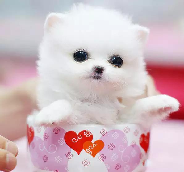 45种狗狗,45种狗狗很难得一见你认识几种