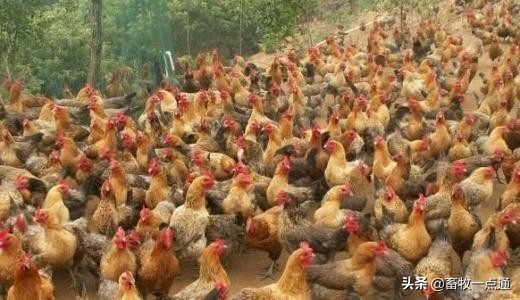 肉鸡规划养殖规模怎么算的,肉鸡场规划设计图