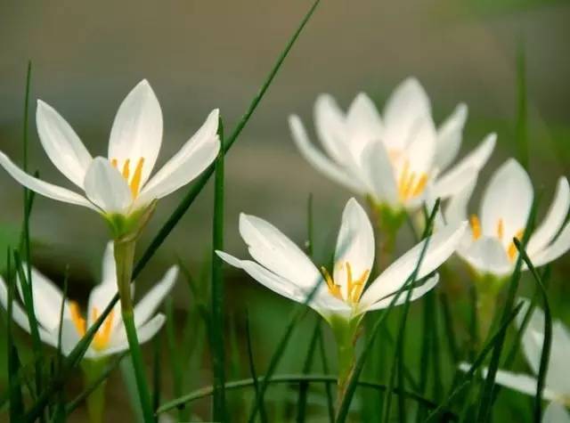 赏花时间表,赏花季节及图片