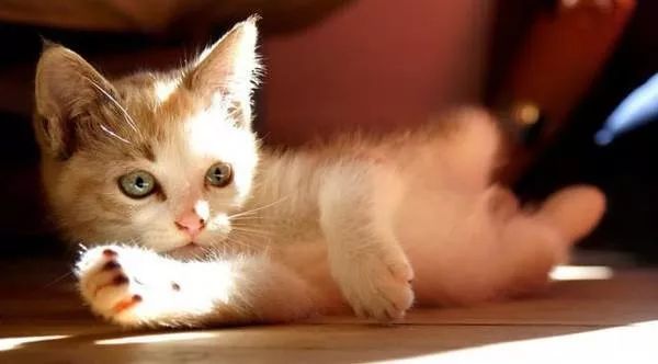 猫咪洗完澡声音变沙哑了怎么回事,猫咪流口水粘稠口臭声音沙哑