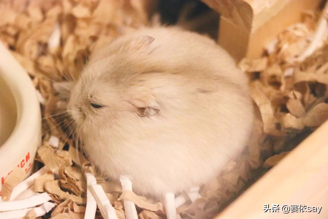 日本推主养了只小仓鼠，又团又圆的样子简直萌炸了！可爱到治愈！