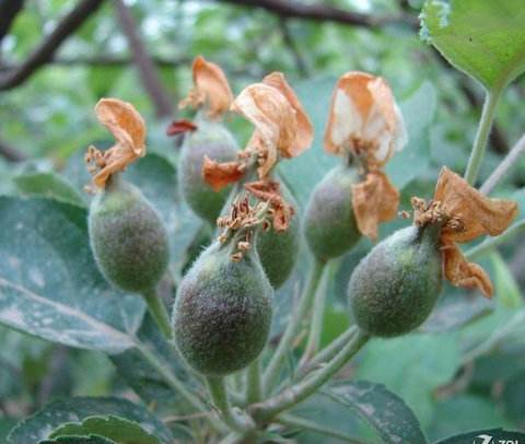 苹果套袋有讲究，何时套袋最适宜，进来看看不吃亏