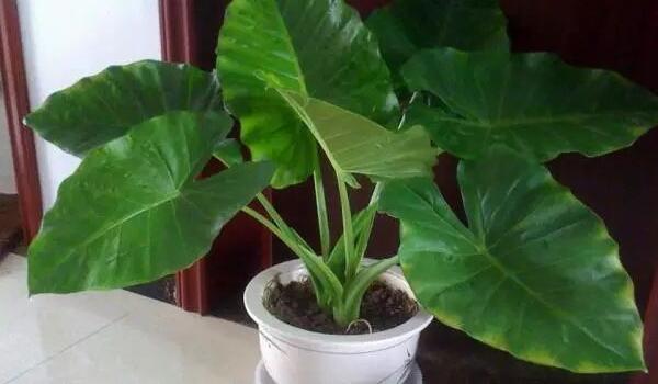 滴水观音用什么土栽植最好,养滴水观音用什么土栽培最好