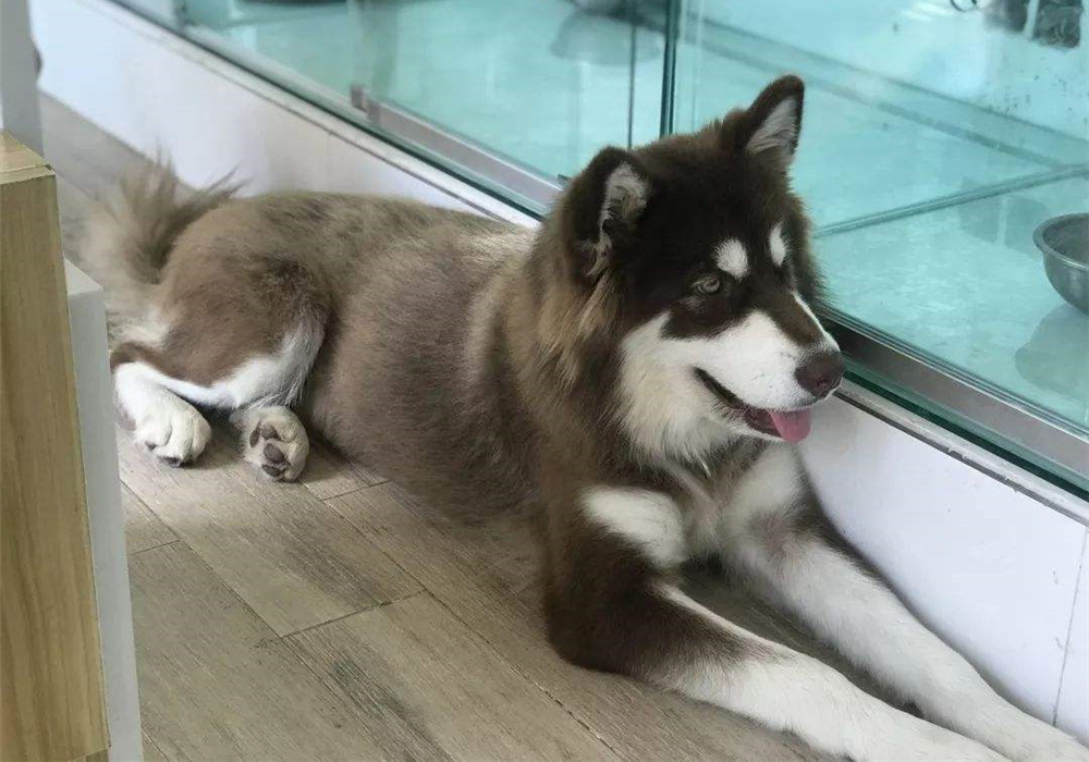 宠物安乐死让医生崩溃,宠物安乐死后主人责怪自己