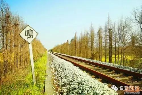 四川过年油菜花风景视频,3月去四川哪里看油菜花