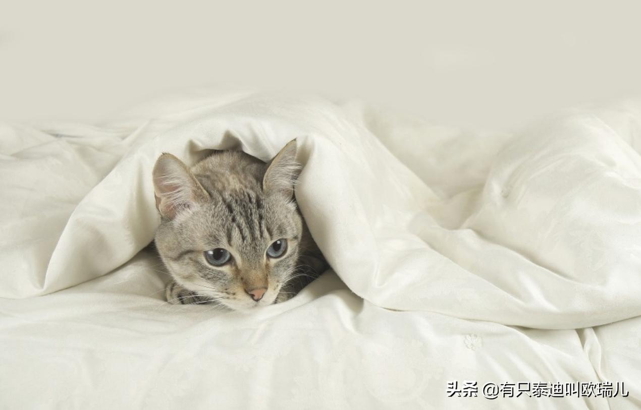 主人不在家猫咪为什么尿床,猫咪尿床怎么办能教训它吗
