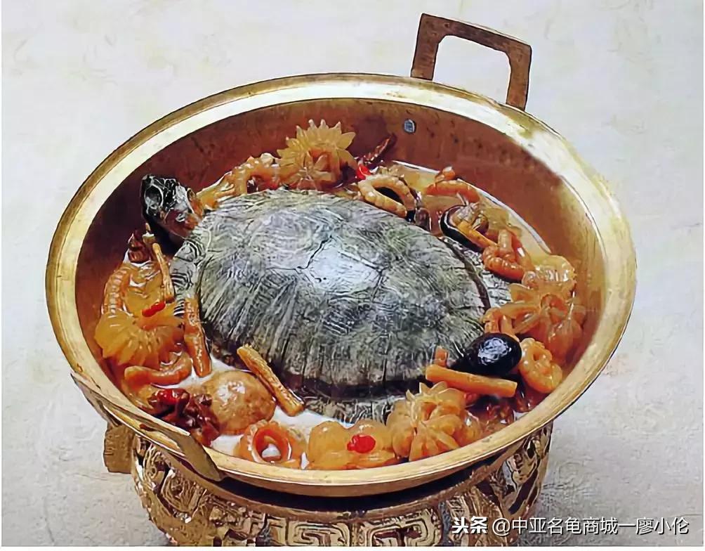 关于巴西龟的养龟小知识,养龟都是从巴西龟开始吗