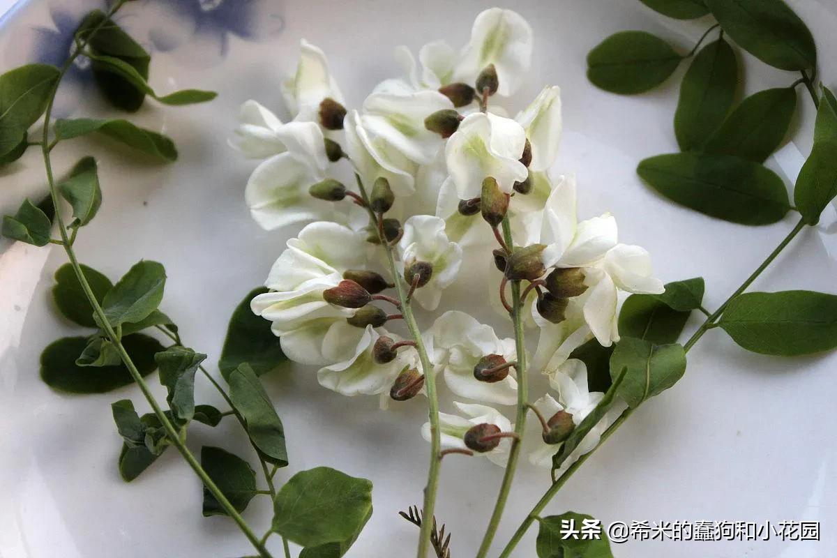 这几种花不仅美艳，还可以食用！学习李子柒把鲜花做成精美菜肴