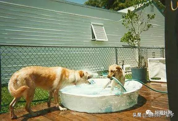 让狗狗安静下来的最简单办法,学会以下招数让狗狗训练有素