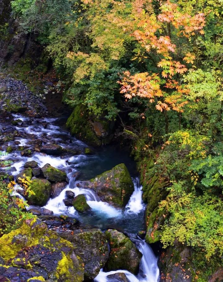 2021秦岭鸡窝子分水岭红叶,秦岭红叶最佳自驾线