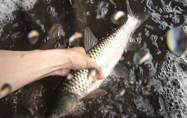 春季草鱼死得多怎么办,草鱼苗下塘总是死了怎么办呀