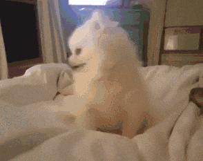 非洲野狗作战能力超过“掏肛”的鬣狗，对外凶狠，对内温馨有爱