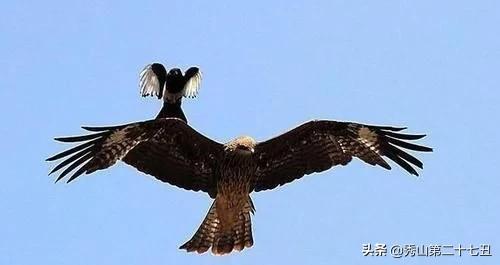 为什么老鹰等猛禽不吃喜鹊,老鹰毒蛇都敢吃为何喜鹊不敢呢